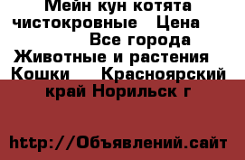 Мейн-кун котята чистокровные › Цена ­ 25 000 - Все города Животные и растения » Кошки   . Красноярский край,Норильск г.